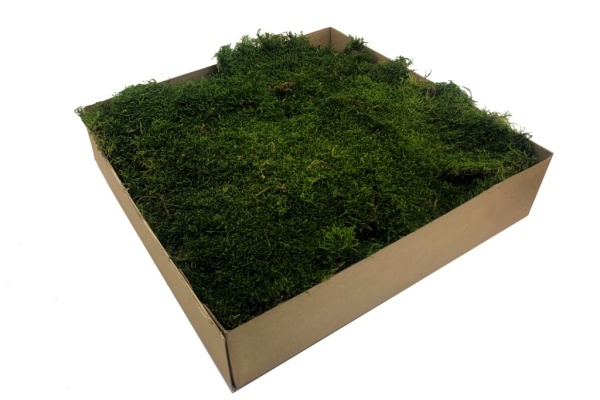 Premium Preserved Swedish Flat Moss Light Green XL 1m2 Wholesale
